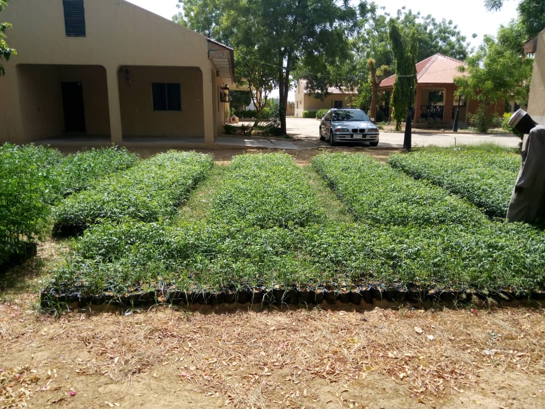 Seedlings